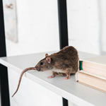 Insect and Pest Control 